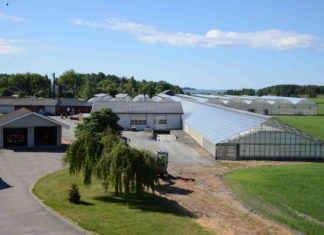 Rosnes Gartneri: Apotekerdrift med grønnsak-småplanter