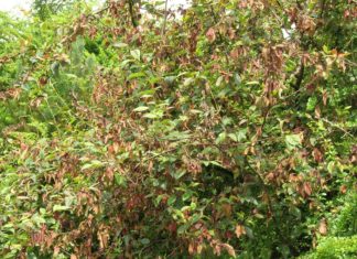 Egenkontroll av planter