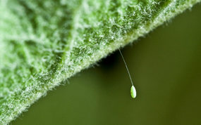 Gulløye-egg. Foto: Erling Fløistad, NIBIO