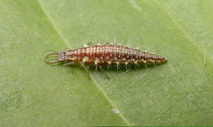 Vintergulløye, en ny og syngende alliert i kampen mot bladlus