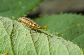 Gulløue (Chrysopidae)