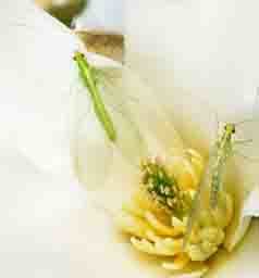 Voksne gulløyer (Chrysopidae). Foto: Erling Fløistad, NIBIO