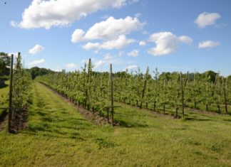 Fruktfylket Østfold