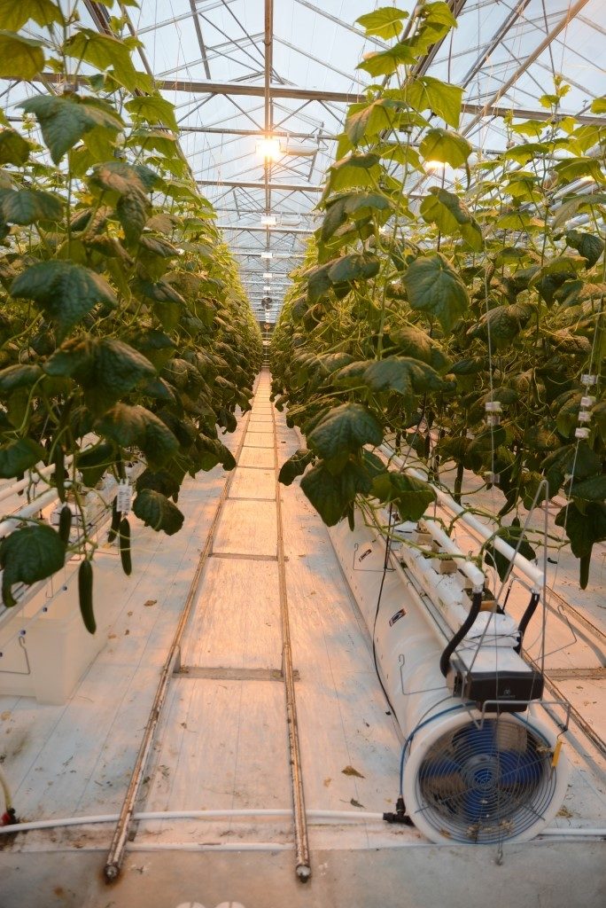 Kondensfellen er en enkel, men effektiv detalj.