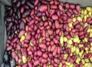 Enklere å søke om planteforedlerrett