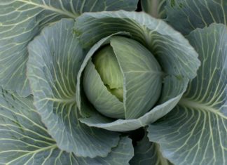 Grofondets første prosjekter