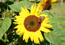 EU vurderer totalforbud mot neonikotinoider