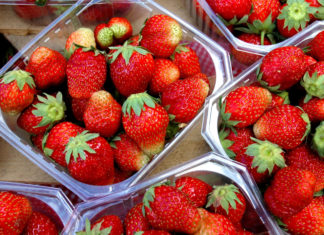 Gråskimmelsopp i jordbær: Undersøking av tilhøva i Agder