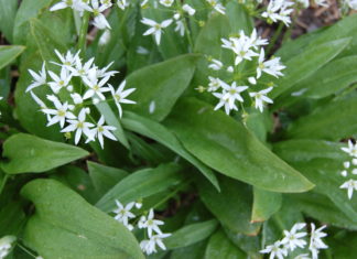 Ramsløk – kan vi lykkes med dyrking av Nordens hvitløk?