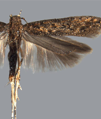 Tomatmøll kan påføre tomatnæringen stor skade