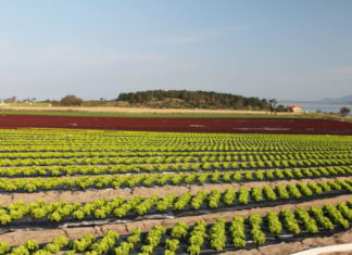 Jobbe i Gartnerforbundet?