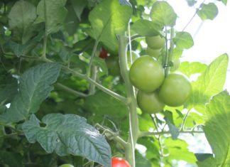 Plantekjemi gjør larver til kannibaler