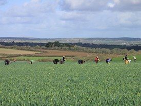 1/3 av britiske gartnerier går konkurs uten arbeidskraft fra EU