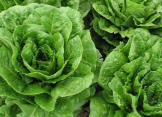 Engelsk grønnsakgigant satser på roboter