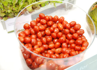 Tomat – bær eller grønnsak?