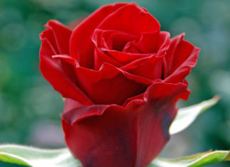 Gigantisk gartneri til salgs