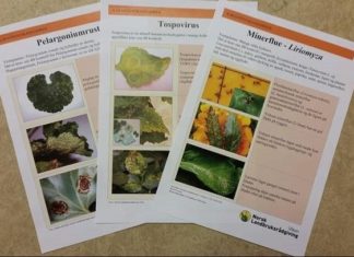 Karanteneskadegjørere