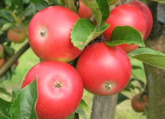 Kultureplenes genetiske opphav