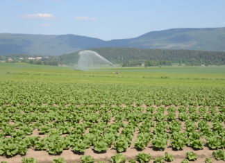 NGF krever ekstraordninære tiltak etter tørkesommeren