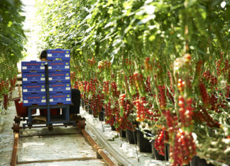 CO2-gjødsling ga 10% mer tomat