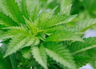 Stinkende marihuana
