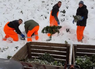 Høsting av grønnkål