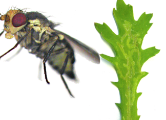 Kurs i importkontroll og skadegjørere i planter