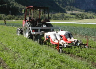 Midt mellom mold og marked