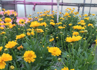 Høyere kvalitet på stauder med LED