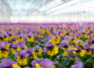 Vår i Andersen Gartneri
