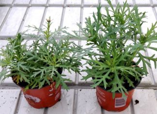 Kompakt 5C godkjent i Norge