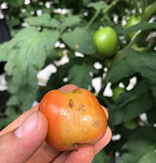 Tomato brown rugose fruit virus