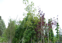 Import av planter med jord