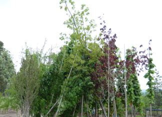 Import av planter med jord