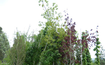 Import av planter med jord