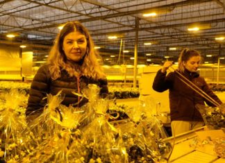 Julehøgtida betyr full fart i norske gartneri