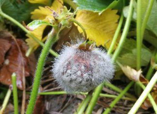 Kan soppsykdommer i jordbær og andre vekster kontrolleres ved sprøyting med ozonholdig vann?