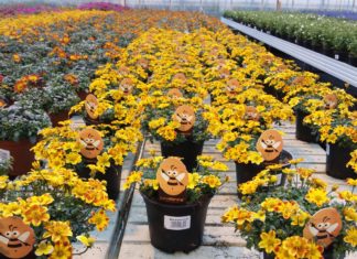 Ta vare på biene i utplantingsplantene