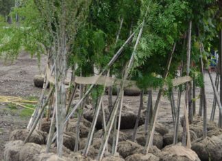 Nytt plantehelseregelverk i EU