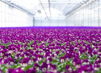 «Vi trenger norske gartnere»