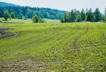 Ny veileder om tiltak som gir avdriftsreduksjon og ny veileder om vegeterte buffersoner