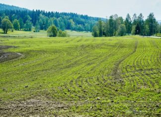 Ny veileder om tiltak som gir avdriftsreduksjon og ny veileder om vegeterte buffersoner