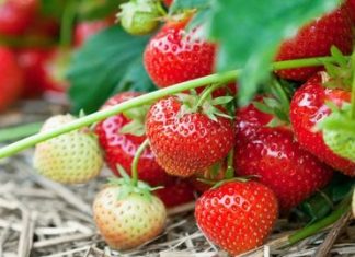 Regelverk klart for erstatning ved avlingstap på grunn av manglende arbeidskraft