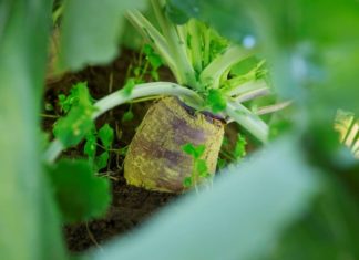 Hvordan påvirker midnattssolen grøntproduksjonen i nord?