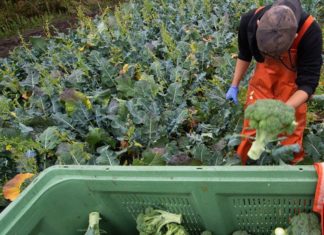Dokumentasjonsordning for grøntnæringen ved behov for utenlandsk arbeidskraft