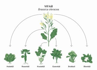 De ville slektningene sikrer matforsyningen