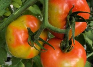 Varsling om påvist tomatbrunflekkvirus (ToBRFV)