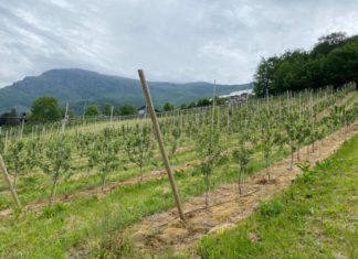 Eit lite univers av unike frukt- og bærplantar finst i norske klonarkiv