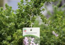 Nå kan du enkelt velge norske blomster og planter i butikk!