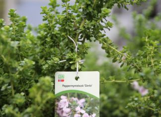 Nå kan du enkelt velge norske blomster og planter i butikk!